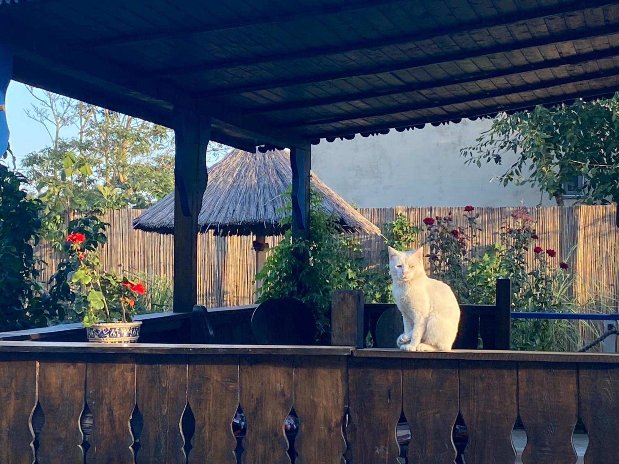 Casa Soarelui Hotel Murighiol Bagian luar foto